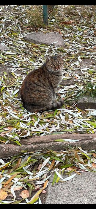 Кішка кішечка