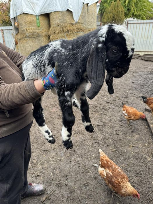 Продам  козенят % каморі