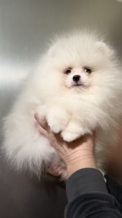 Милий Хлопчик Померанець шпиць