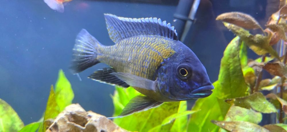 Aulonocara stuartgranti Blue Neon – narybek 2–3 cm