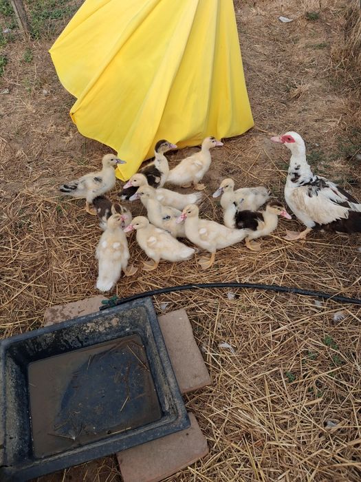 Patos para venda