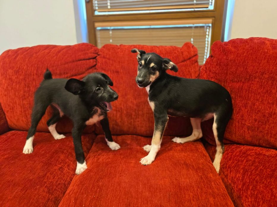 Kochane, tulaśne szczeniaki szukają domków