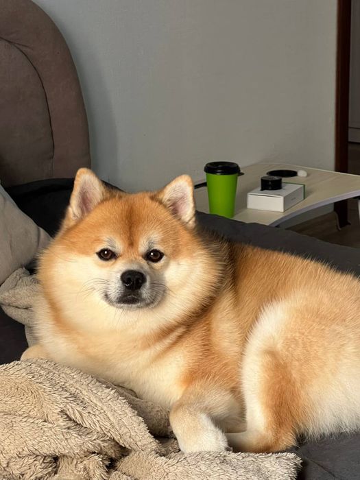 Вязка Помски ( Померанский шпиц / Хаски )