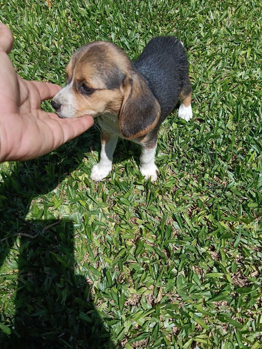 Beagle fêmea  belíssima