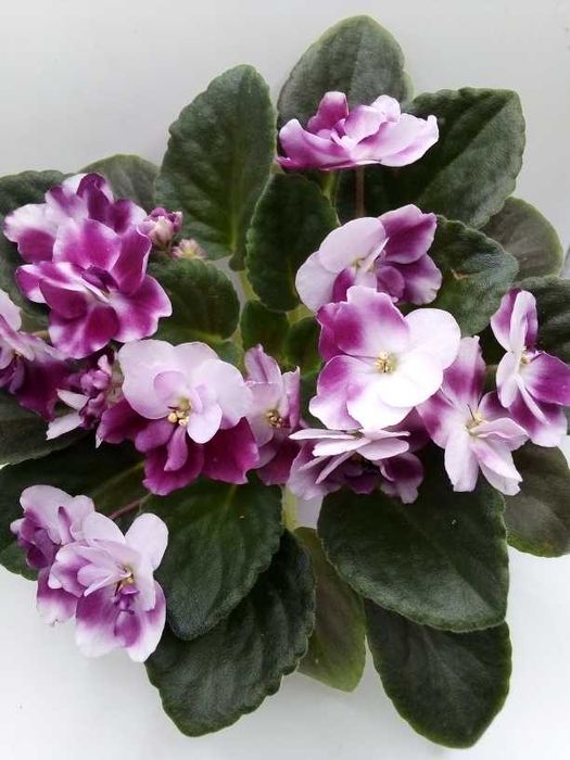 Міні та напівміні фіалки