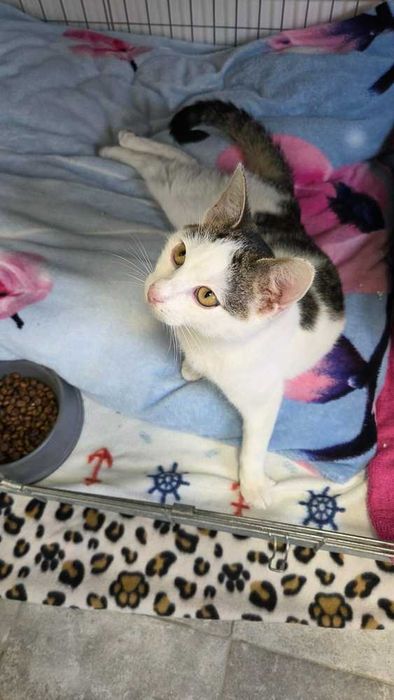 Kontaktowy młody Loluś do adopcji
