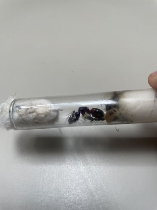 Camponotus ligniperda – królowa + 7-8 robotnic + potomstwo