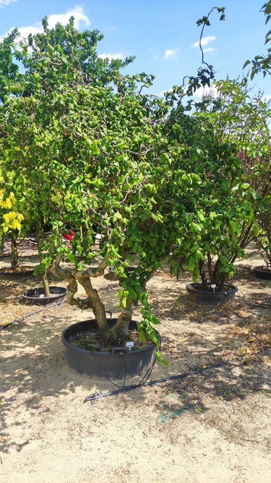 Piękne, formowane drzewa i krzewy ozdobne Bonsai i inne. Sosna, Cis, Tuja, Niwaki. Ogród
