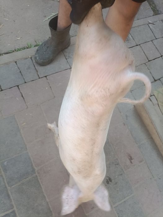 Продам поросята 20-25 кг