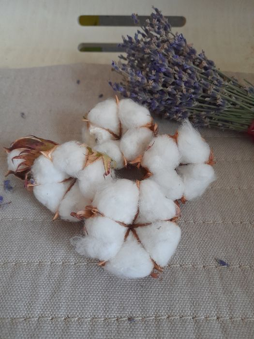 Хлопок семена хлопка бавовна насіння бавовни