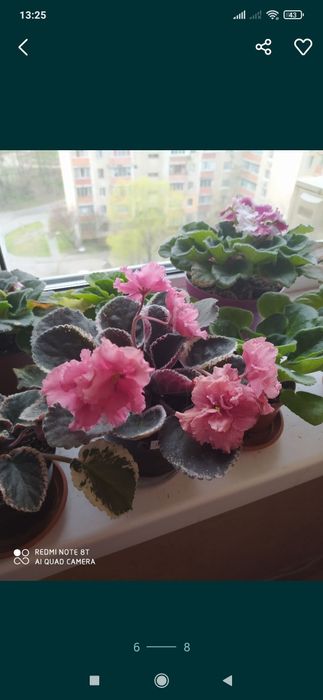 Фиалки сортовые (fialki)