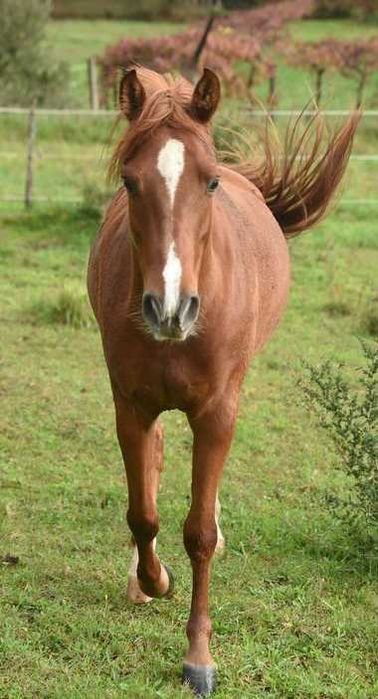 Belo e super cavalo Árabe á venda