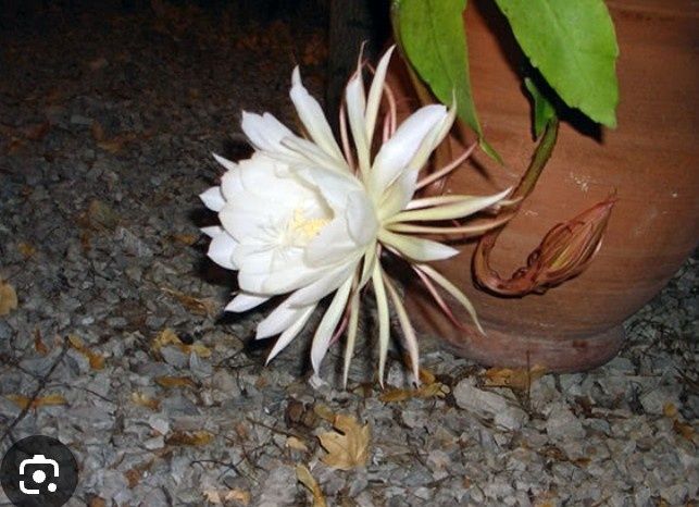 Епіфілум еліптика вкорінений пагін