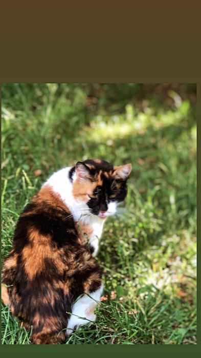 Отдам кошку трехцветку, стерилизована,  5 лет