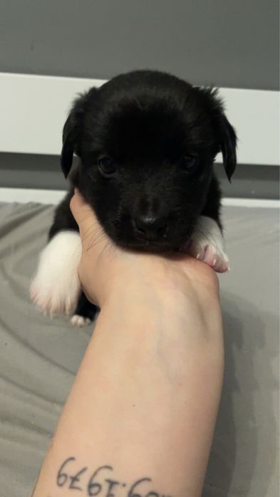 Oddam za darmo szczeniaki