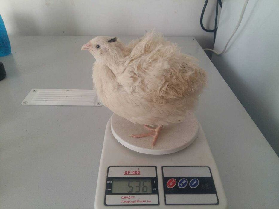 Перепілки Техаський бройлерний Добові 01,10,25