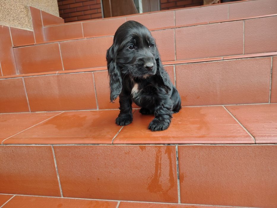 Cocker Spaniel suczka