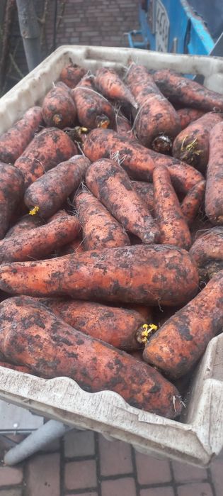 Продам моркву,та цибулю