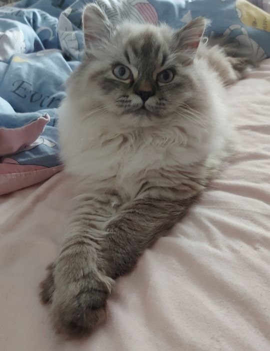 Котик Регдол Ragdoll