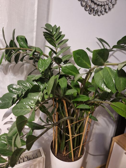 Kwiat zamiokulkas  piękny duży