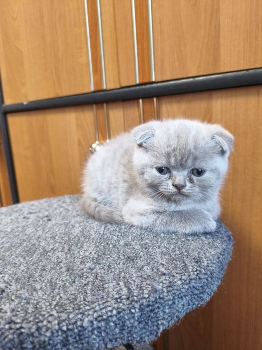 Шотландські висловухі кошенята (скотіш-фолд)