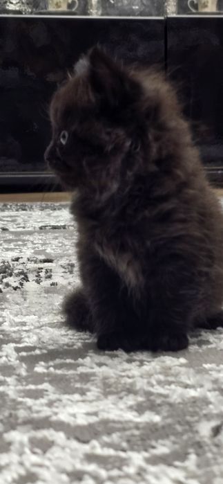Британские котята