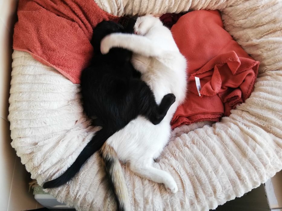 Gatinhas yin yang - cresceram e brincam juntas
