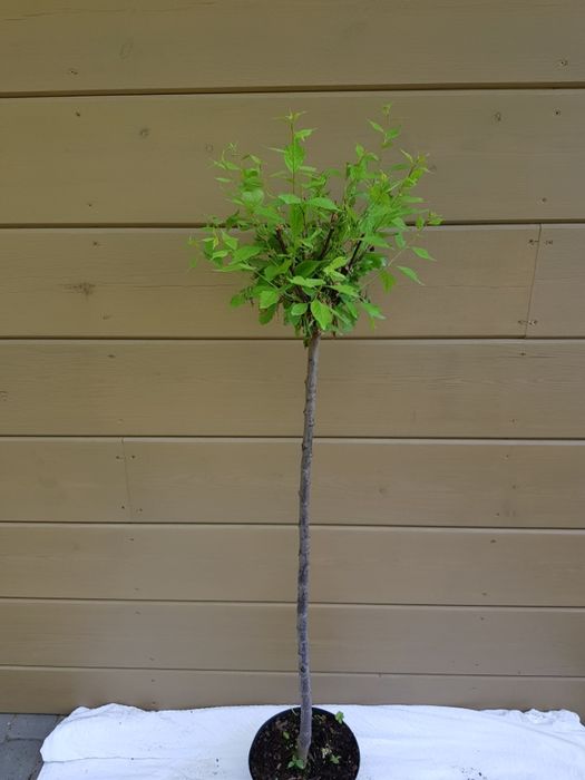 Prunus triloba migdałek trójklapowy