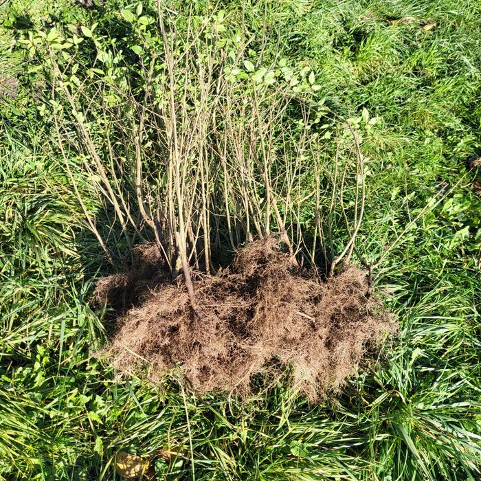 Бірючина живопліт