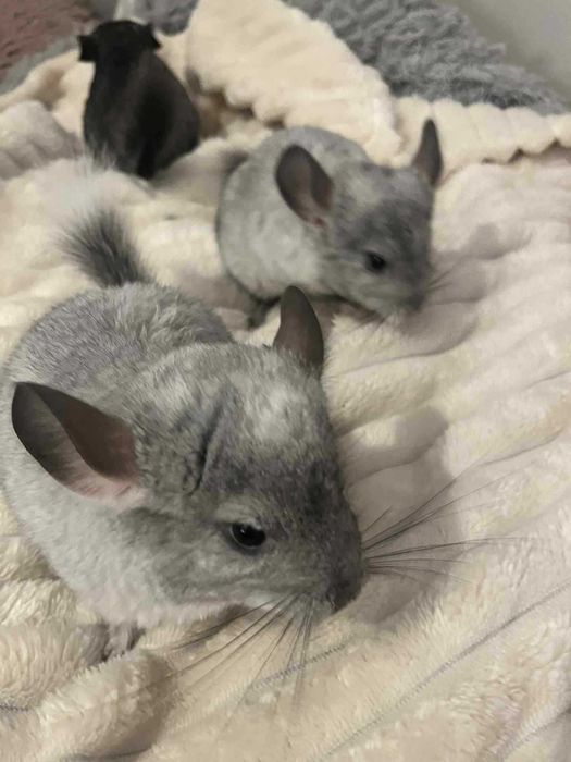 Szynszyle mlode  samica  i samce