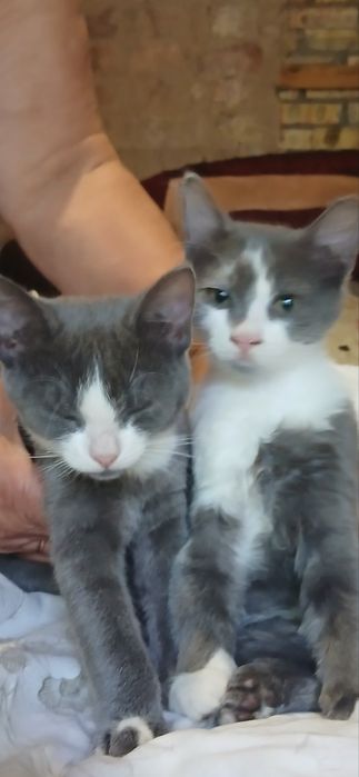 Котик Кай 9 місяців домашній