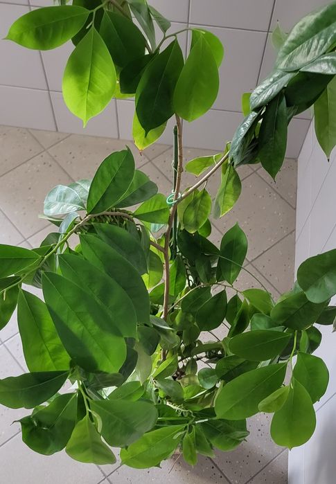 Jackfruit chlebowiec drzewko 150 cm