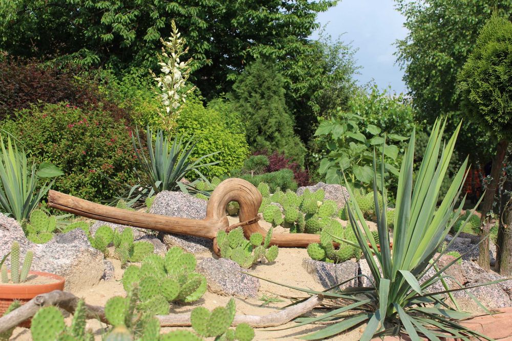 Nasiona opuncji figowej