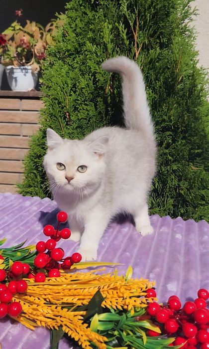 Британська дівчинка красунька