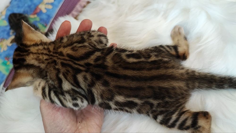 Елітні Бенгальські кошенятка бенгали WCF