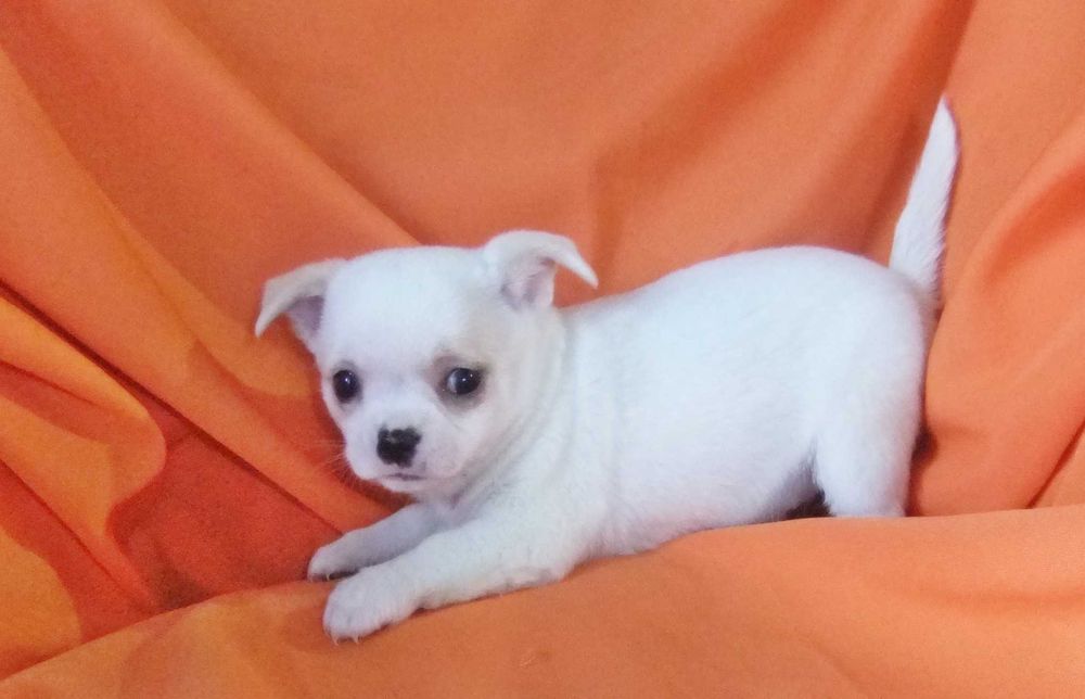 Chihuahua  cachorro com qualidade