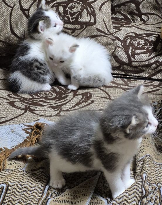 Котята в добрые руки