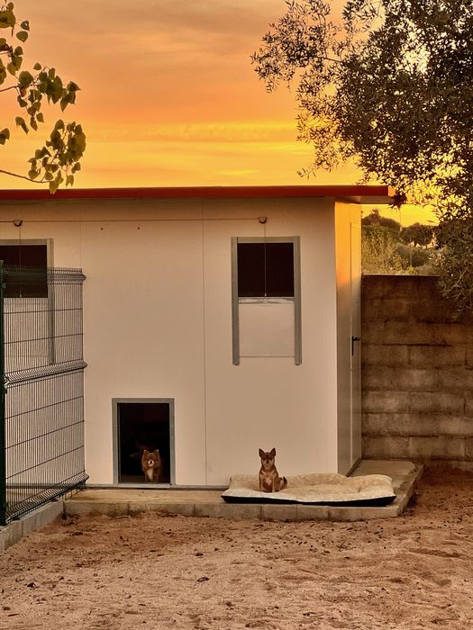 Pet Sitting - Creche ou Hotel Canino