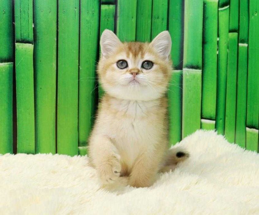 чудесный котик британчик