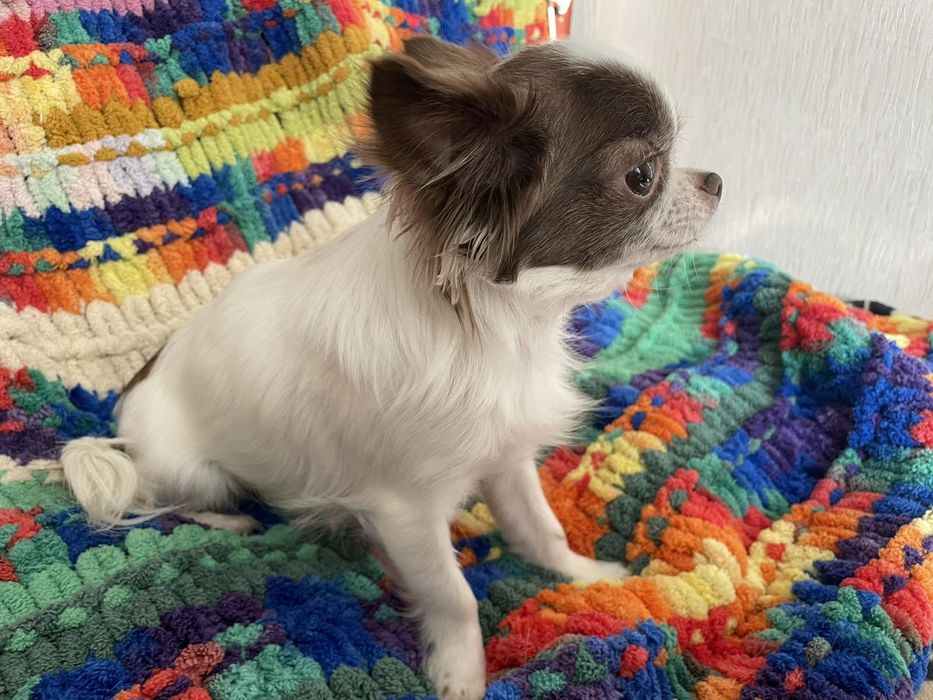 Короткошерстний хлопчик чіхуахуа