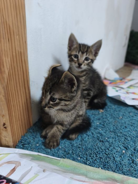 gatinhos bebés quase com 2 meses