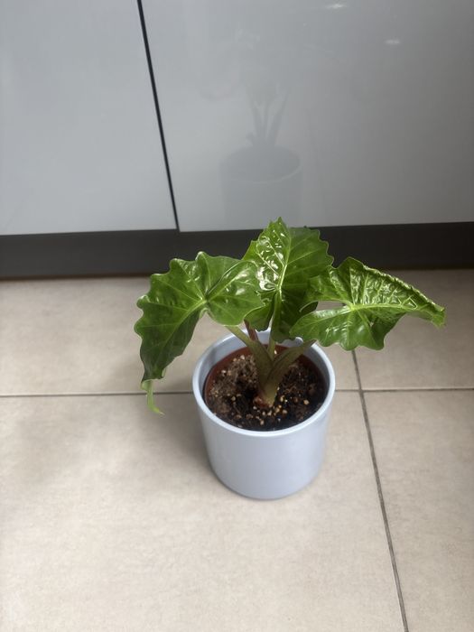 Alokazja kwiat doniczkowy