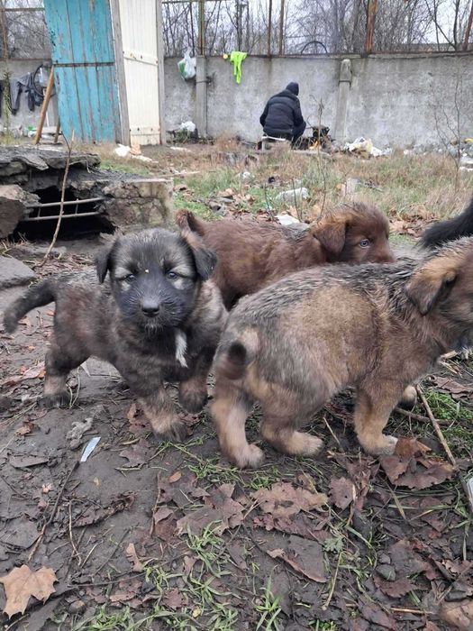 Чарівні цуценята в добрі руки