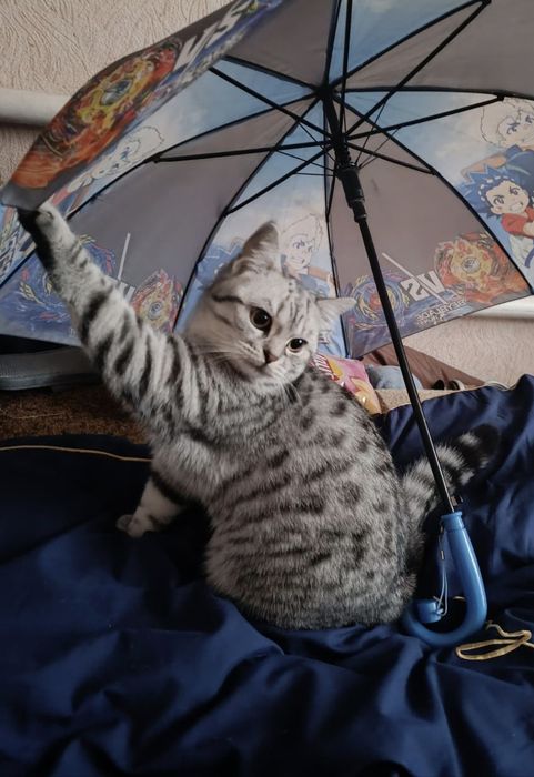 Отдаем котят, мама скоттиш страйт шотландская