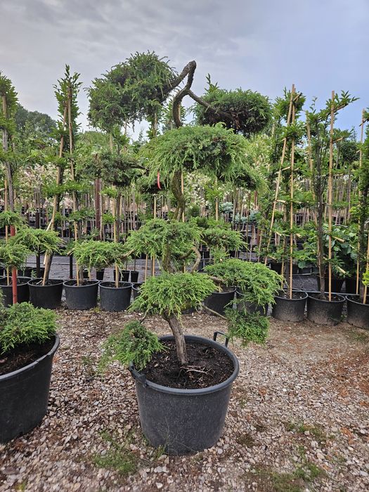 Jałowiec pfitzeriana bonsai