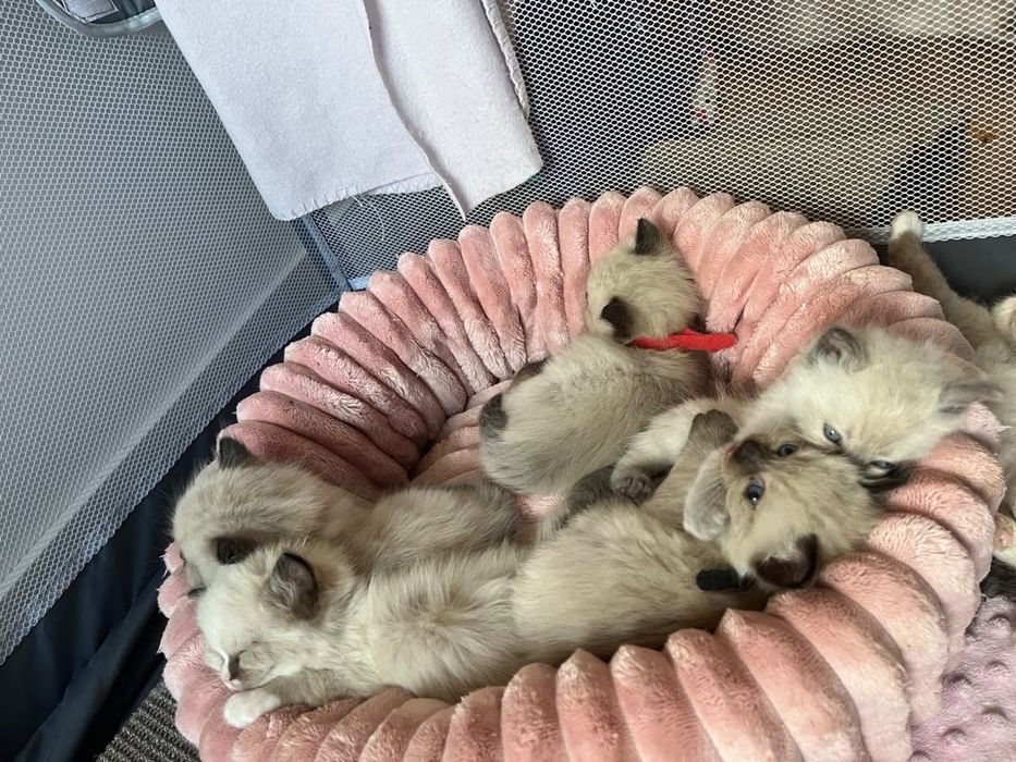 Ragdoll - kotka i 4 kocury