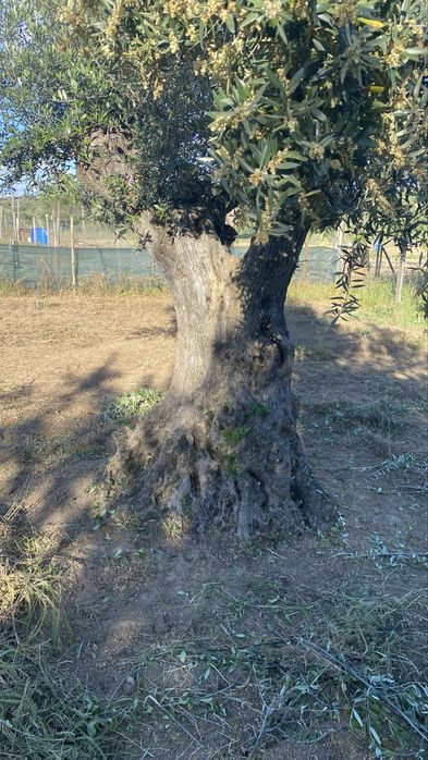 Vende-se oliveiras milenares