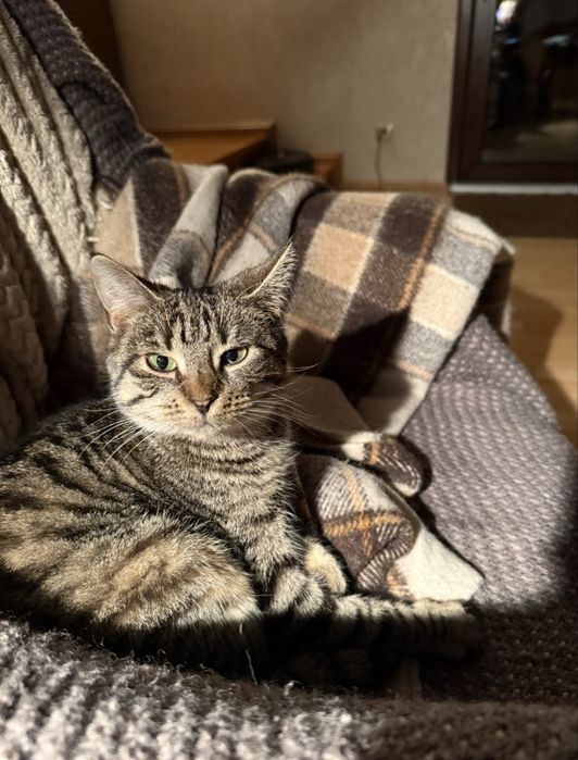 Koteczka Dusia do adopcji