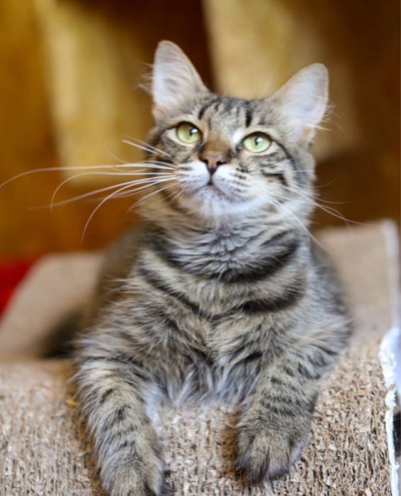 Куница, 1 год, молодая полосатая кошка, девочка