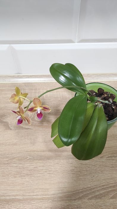 Орхідея фаленопсис Phal. Gold Staff